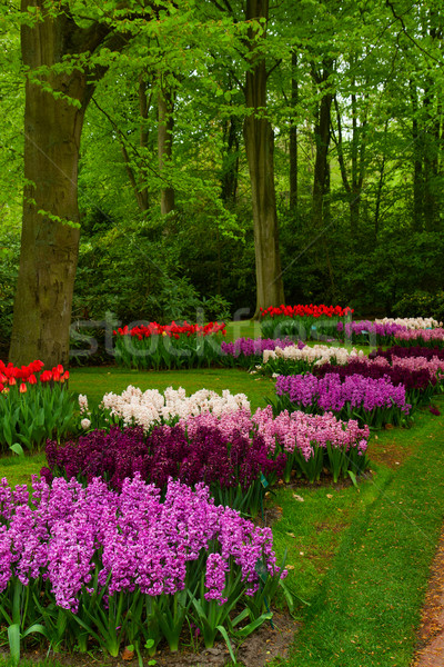 весны Blossom гиацинт красочный голландский саду Сток-фото © neirfy