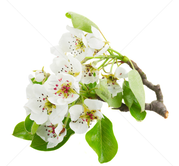 Foto stock: Manzano · flores · hojas · verdes · blanco · primavera