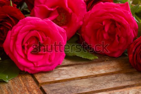 dark  pink roses close up  Stock photo © neirfy