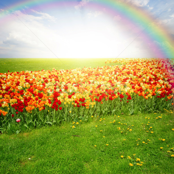 Zdjęcia stock: Zielone · trawnik · tulipany · wiosną · tęczy
