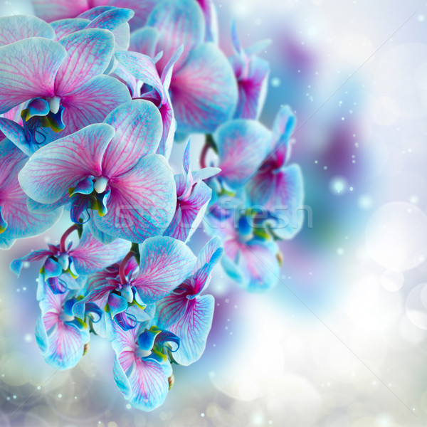 Niebieski Orchidea oddziału szary bokeh charakter Zdjęcia stock © neirfy