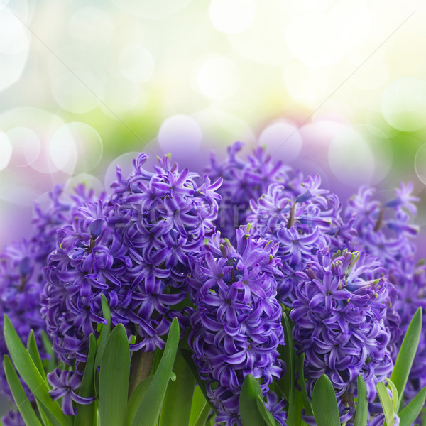 Stockfoto: Lentebloemen · violet · hyacint · omhoog · tuin