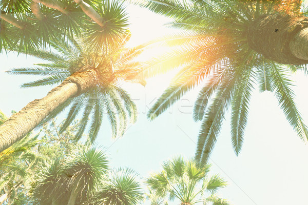 palm tree and sunshine Stock photo © neirfy