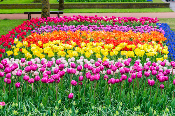 花卉    成长    郁金香 / colorful growing tulips rows flowerbed