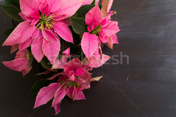 christmas star flowers Stock photo © neirfy