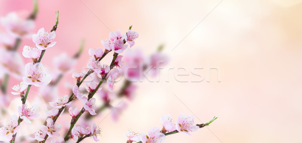 Stock photo: Cherry tree twig 
