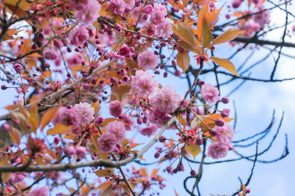Garden with magnolia tree Stock photo © neirfy