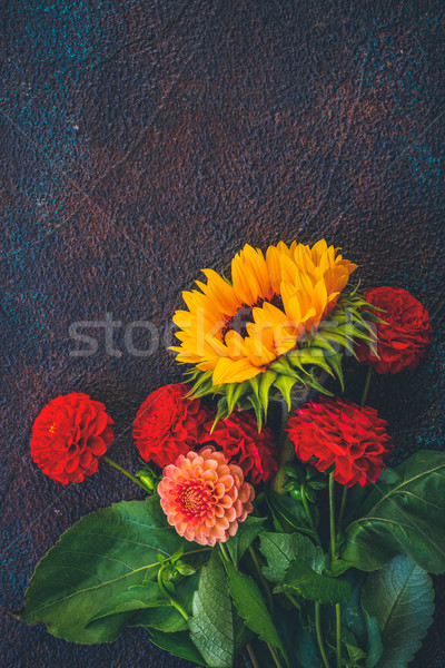 Dahlie Sonnenblumen rosa rot dunkel blau Stock foto © neirfy