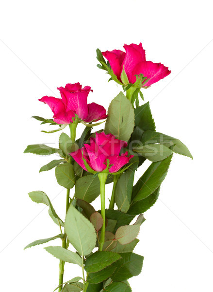 three mauve rose Stock photo © neirfy