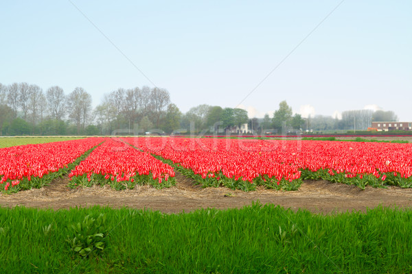 Foto stock: Holandês · amarelo · tulipa · campos · vermelho