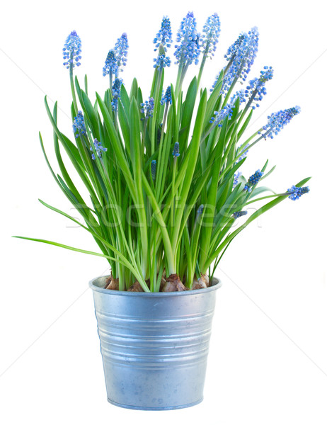 Muscari flowers  Stock photo © neirfy