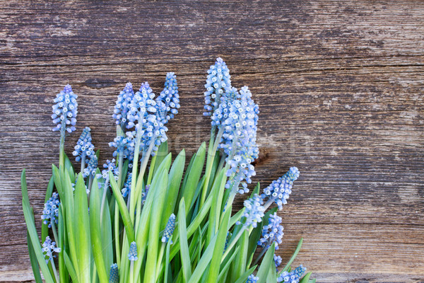 Muscari flowers on table Stock photo © neirfy