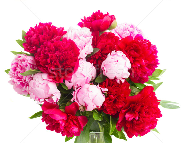 pink and red  peonies Stock photo © neirfy