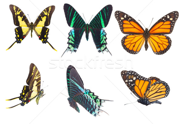 Tropical butterflies set Stock photo © neirfy