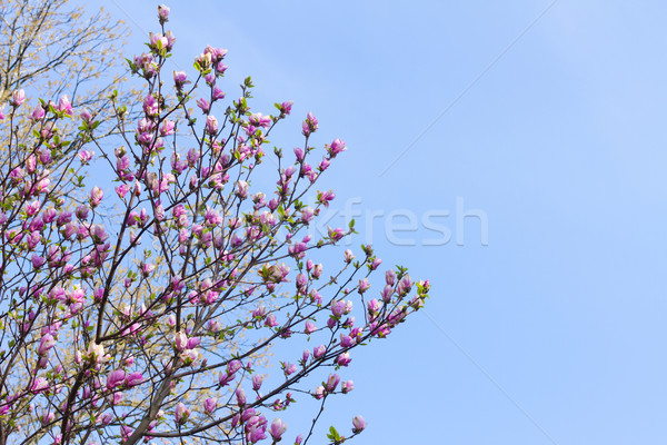 Magnolie copac roz Blue Sky flori Imagine de stoc © neirfy