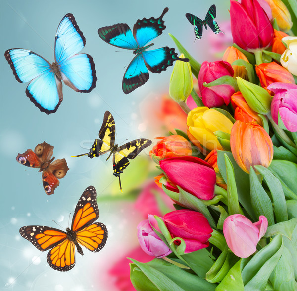 Stockfoto: Pack · voorjaar · tulpen · vers · blauwe · hemel