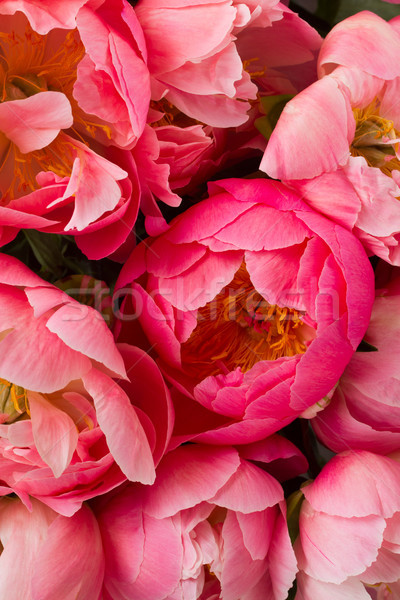 Pink floral background Stock photo © neirfy