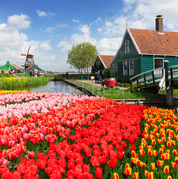 Vieux maisons Pays-Bas rural paysages [[stock_photo]] © neirfy