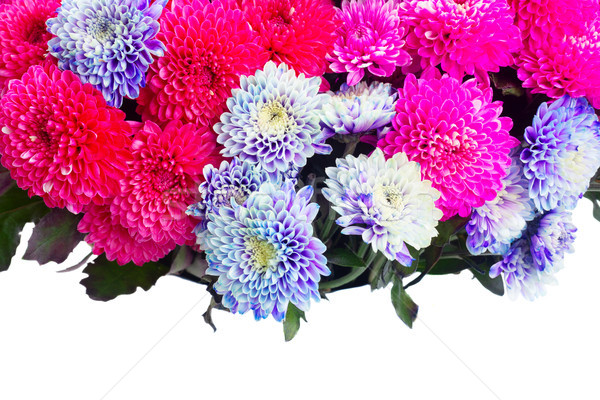 Blau Chrysantheme Blumen magenta rosa frischen Stock foto © neirfy