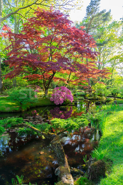 japanese garden in The Hague Stock photo © neirfy