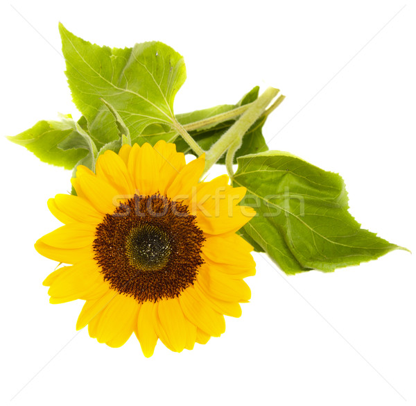 bight sunflower Stock photo © neirfy