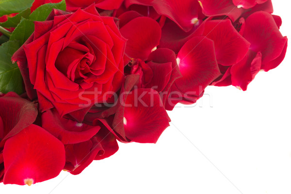 Rose Red pétales frontière isolé blanche fleur Photo stock © neirfy