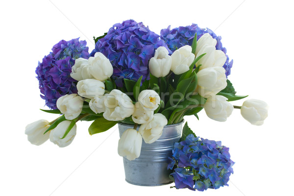 posy  of white tulips and blue hortensia flowers Stock photo © neirfy