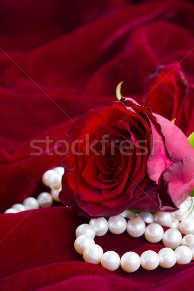 red roses on velvet Stock photo © neirfy