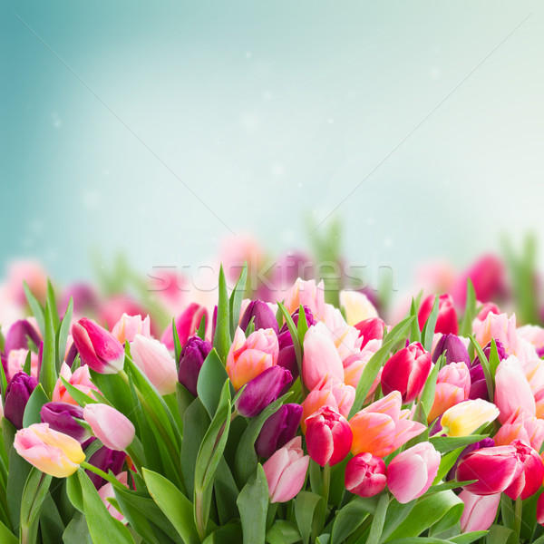 Foto stock: Rosa · tulipanes · cielo · azul · cielo · flor