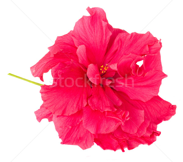 [[stock_photo]]: Frontière · coloré · hibiscus · fleurs · rose · fraîches