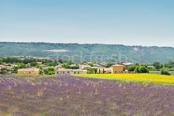 Lavender and sunflower field Stock photo © neirfy