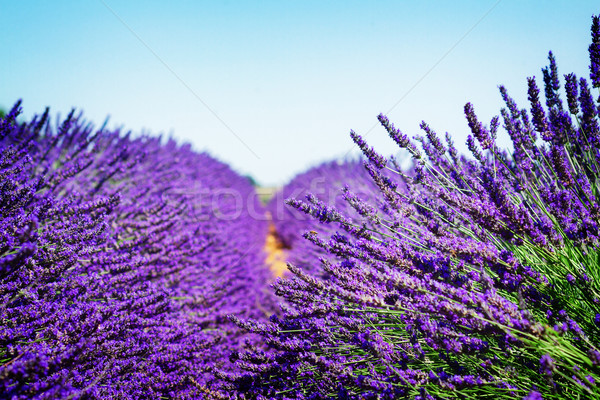 Lavendel veld zomer vers blauwe hemel Frankrijk Stockfoto © neirfy