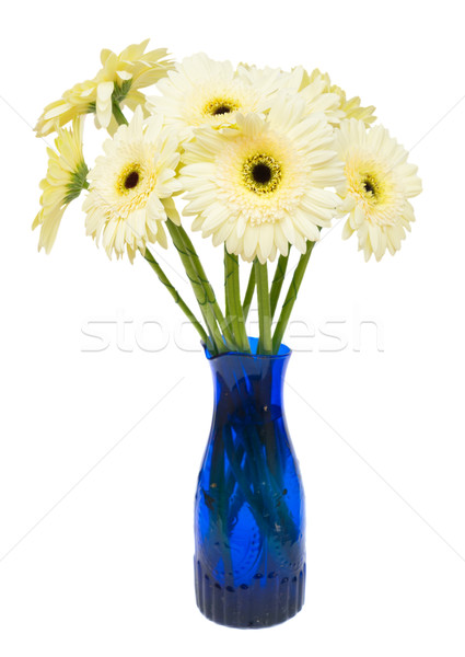 Stock photo: Beige gerbera flowers