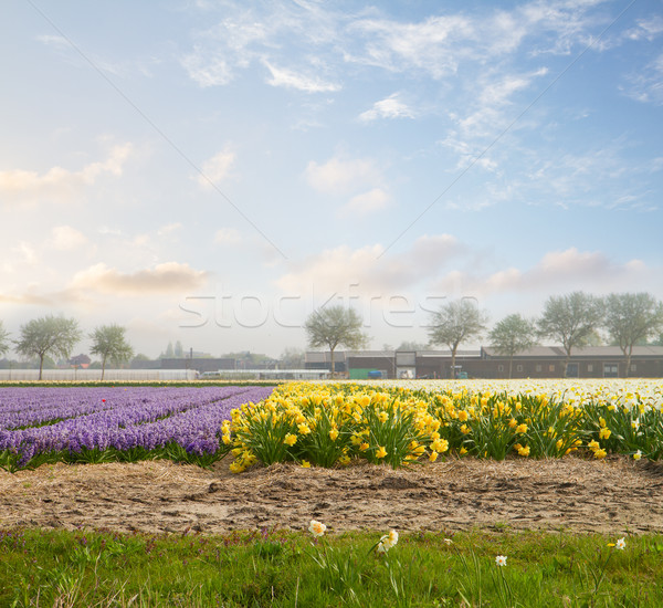 Foto stock: Holandês · primavera · jacinto · flores · campo · azul