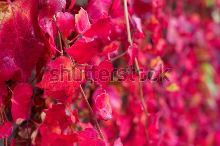 fall red leaves background Stock photo © neirfy
