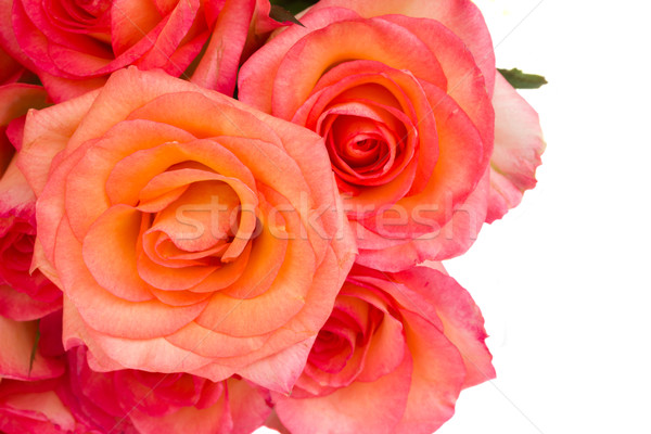 Fronteira fresco rosa rosas isolado branco Foto stock © neirfy