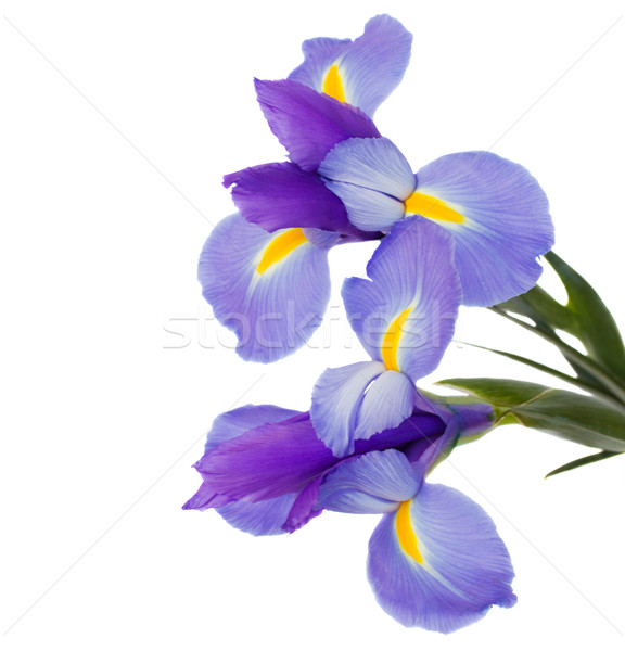 Stock photo: irises flowers