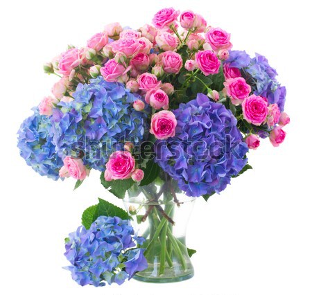 bouquet  fresh pink roses and blue hortensia flowers close up Stock photo © neirfy