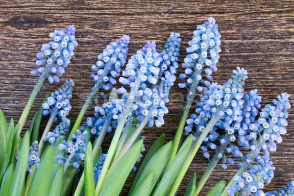 Foto d'archivio: Fiori · tavola · fresche · blu · legno · natura