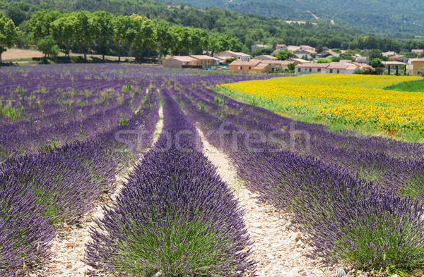 Lavender and sunflower field Stock photo © neirfy