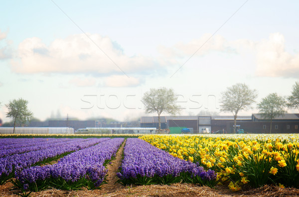 Nederlands voorjaar hyacint bloemen veld Blauw Stockfoto © neirfy