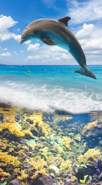 морской пейзаж дельфин подводного прыжки небе Сток-фото © neirfy