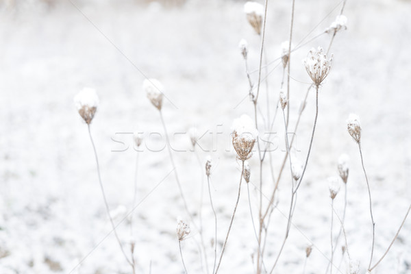 Winter landscape with snow Stock photo © neirfy