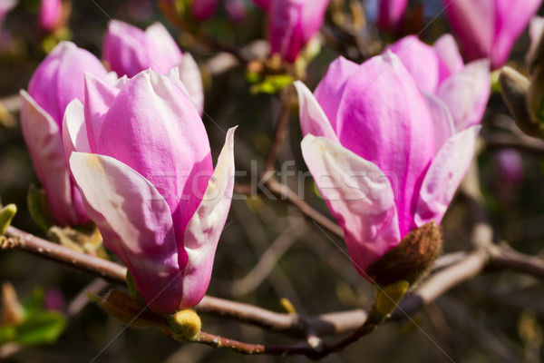 Magnolie copac flori proaspăt roz Imagine de stoc © neirfy
