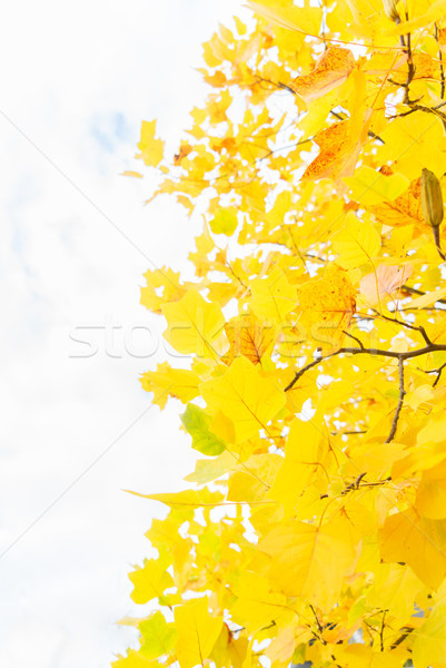 Stock foto: Lebendige · fallen · Laub · gelb · golden · Baum