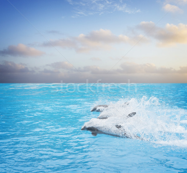 Stockfoto: Pack · springen · dolfijnen · zwemmen · mooie · zeegezicht