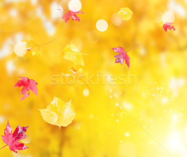 осень листва свежие красный желтый Сток-фото © neirfy