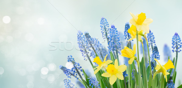 Spring bluebells and daffodils Stock photo © neirfy