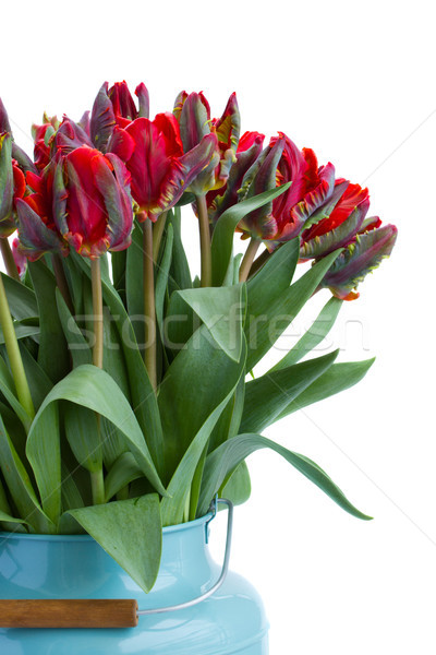 Stockfoto: Boeket · Rood · papegaai · tulpen · geïsoleerd