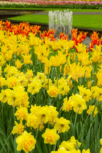 Gelb frischen Frühling zunehmend Blüte Narzissen Stock foto © neirfy